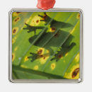 Search for amphibian christmas tree decorations Silhouette