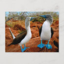 Search for foot postcards Birds