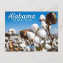 Search for alabama postcards America