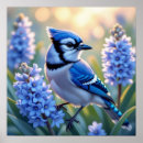 Search for jay posters Nature