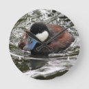 Search for ruddy Waterfowl