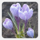 Search for purple crocus stickers Blossom