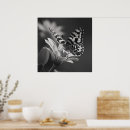 Search for black and white butterfly posters Elegant