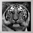 Search for black white tiger posters Amur