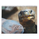 Search for tortoise calendars Turtle