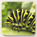 Search for caterpillar coasters Butterflies