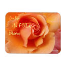 Search for apricot magnets Peach