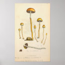 Search for fungus art Illustration