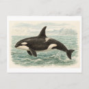 Search for orca the whale postcards Vintage