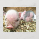 Search for piglet postcards Baby