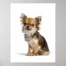 Search for pedigree posters Puppy