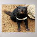 Search for tasmanian devil posters Australia