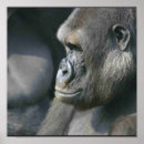 Search for silverback gorilla posters Animal
