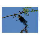 Search for hum photography Animal