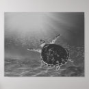 Search for sea turtle art Coastal