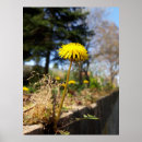 Search for dandelions posters Bloom