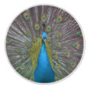 Search for peacock knobs and pulls Exotic