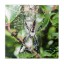 Search for arachnid tiles Insect
