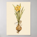 Search for daffodil bulbs posters Plant