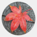 Search for red fall leaf Leaves