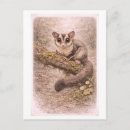 Search for gliders postcards Animal