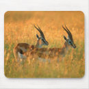 Search for herbivore mousepads Animal