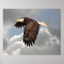 Search for soaring eagle posters Eagles