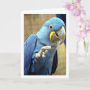 Search for parrot mothers day cards Birds