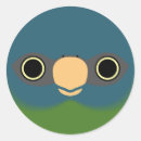 Search for macaws Parakeet