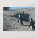 Search for penguin image postcards Nature
