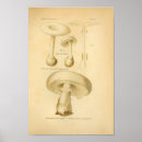 Search for mushroom art Botanical