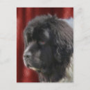 Search for newfies postcards Dog