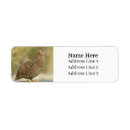 Search for bird labels Hen