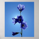 Search for bellflower posters Blossom