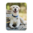 Search for lay magnets Animal