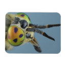 Search for antennae magnets Animal