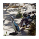 Search for penguin tiles Wildlife