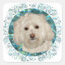 Search for havanese stickers Pets
