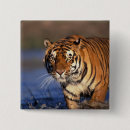 Search for panthera badges Mammal