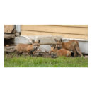 Search for sibling posters Animals