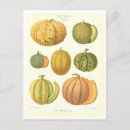 Search for melon postcards Vintage
