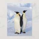 Search for two penguins postcards Animal