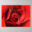 Search for rose macro posters Red