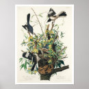 Search for mocking posters Bird