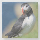 Search for puffin coasters Beak