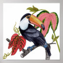 Search for tropical toucan posters Palm leaves