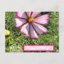 Search for cosmo postcards Pink flowers
