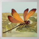Search for damselfly art posters Insect