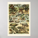 Search for reptile posters Lizard