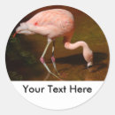 Search for chilean stickers Flamingo